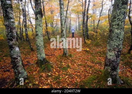 Le donne camminano sulle montagne foggy-to-Sea Trail, vicino a Craggy Gardens, Blue Ridge Parkway, Asheville, Carolina del Nord, Stati Uniti Foto Stock