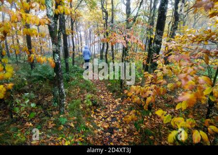 Le donne camminano sulle montagne foggy-to-Sea Trail, vicino a Craggy Gardens, Blue Ridge Parkway, Asheville, Carolina del Nord, Stati Uniti Foto Stock