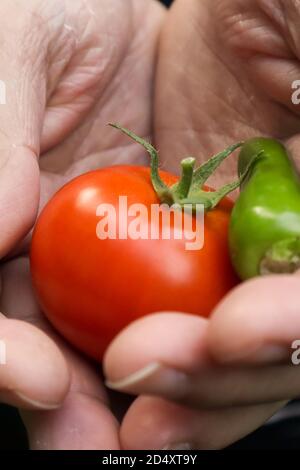 Primo piano scatto dettagliato di mani che tengono un solo verde peper e un pomodoro Foto Stock