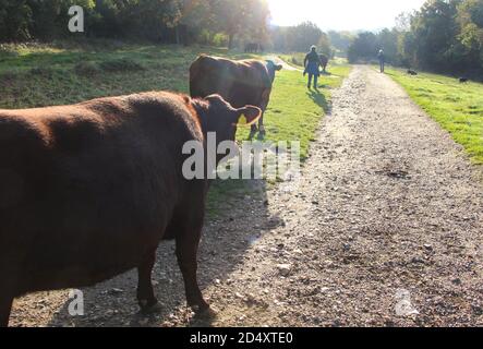 Gli escursionisti che camminano davanti al Red poll Cattle Bos taurus contro il sole autunnale di mattina presto Riddlesdown Surrey Inghilterra Regno Unito Foto Stock