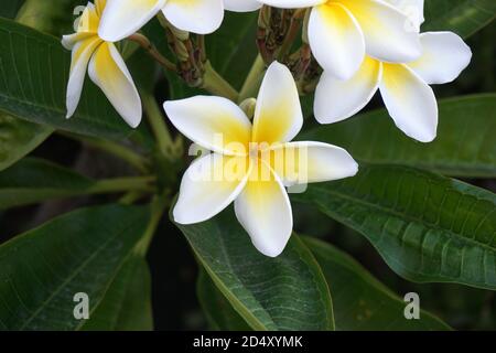 Plumeria Bush e fiori Foto Stock
