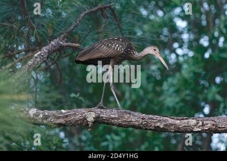 Limpkin, Aramus guarauna, su un pino. Foto Stock