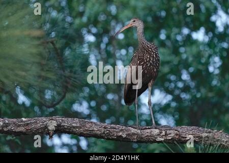 Limpkin, Aramus guarauna, su un pino. Foto Stock