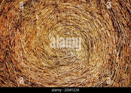 Primo piano della balla di fieno arrotolata in una spirale modello su un'azienda agricola Foto Stock