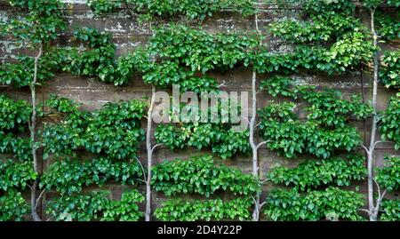 Foglie verdi che crescono su una vite su un muro di pietra curata e rifinita in un giardino all'inglese Foto Stock