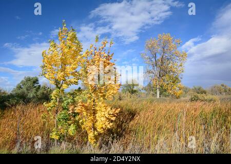 Colorado paesaggio autunnale in giornata ventosa con foglie gialle alberi e gabbie dorate Foto Stock