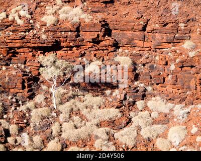 Ghost GUM, spinifex e scogliere di Ironstone, Oxers Lookout, Karijini National Park, Australia Occidentale Foto Stock