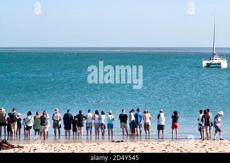 I turisti si sono schierati per osservare i delfini tursiopi che vengono nutriti, Monkey mia, Shark Bay, Australia Occidentale. Foto Stock