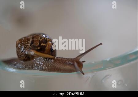 lumaca sul coperchio di un vaso di vetro Foto Stock