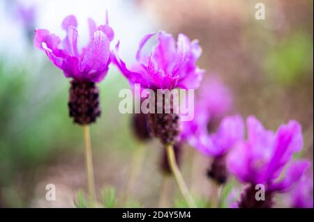 Fiori spagnoli di lavanda Foto Stock