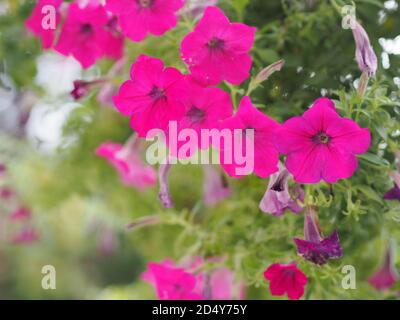 Wave dark pink Cascade color, Nome di famiglia Solanaceae, Nome scientifico Petunia Hybrid Vilm, grandi petali monostrato grandiflora Single flower in a p Foto Stock