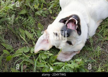 Sorridente cane carino che si posa in erba verde come spighe conigliate. Animale domestico emozionale felice e ridente all'aperto Foto Stock