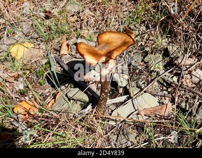 Un fungo grande, non identificato con una copertura marrone, rotta che cresce nella foresta della Pennsylvania orientale. Foto Stock