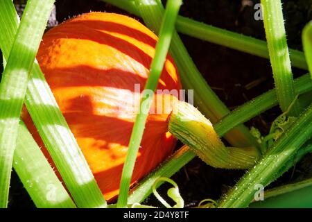 Zucca arancione vivace pronta per la cena di Halloween. Verdure crude in giardino Foto Stock