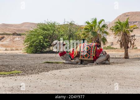 Un cammello in una decorazione festosa adagiato su uno sfondo sfocato di palme e montagne. Israele Foto Stock