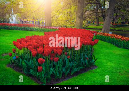 Luoghi spettacolari e piantagioni fiorite con vari tulipani colorati sulla riva del piccolo lago, Keukenhof giardino, Paesi Bassi, Europa Foto Stock