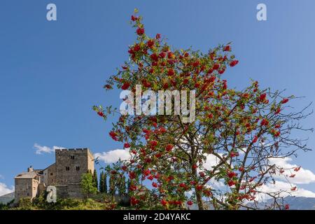 Un bell'albero con bacche rosse e sullo sfondo Castello di Laudegg, Ladis, Serfaus, Tirolo, Austria Foto Stock