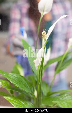 Donna che si prende cura di fiori in cucina casa mentre giardinaggio.decorativo, piante, crescente, stile di vita, design, botanica, sporco, domestico, growh, foglia, hobby, semina, felice. Foto Stock