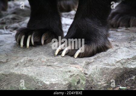 Chiosatura ad angolo basso delle zampe di un orso Foto Stock