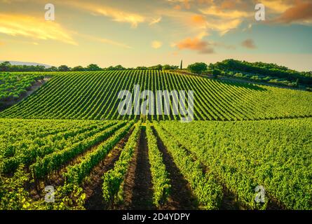 Vigneto al tramonto. Vitigno rosso italiano Sangiovese. Castellina in Chianti, Toscana, Italia, Europa. Foto Stock