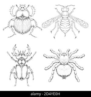 Insieme vettoriale di insetti disegnati a mano. Insetti diversi in stile realistico: Scarabeo, vespa e ragno. Raccolta isolata su sfondo bianco. Illustrazione Vettoriale