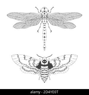 Insieme vettoriale di insetti volanti disegnati a mano. Insetti diversi in stile realistico: dragonfly e morte testa falena. Raccolta isolata su sfondo bianco. Illustrazione Vettoriale