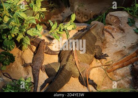 Rock monitor e lucertola gigante placcato su una roccia in un terrario in cattività Foto Stock