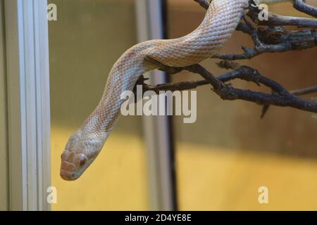 Serpente di mais albino in un terrarium Foto Stock