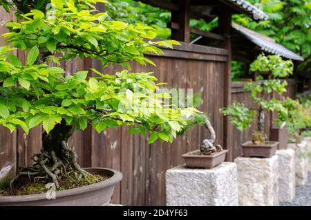 Fila di diversi alberi di bonsai in piedi sulle pietre all'esterno. Giardino giapponese in Polonia. Foto Stock