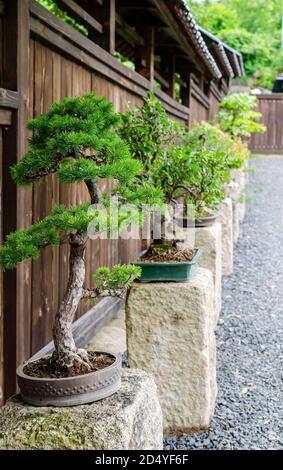 Fila di diversi alberi di bonsai in piedi sulle pietre all'esterno. Giardino giapponese in Polonia. Foto Stock