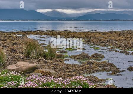 Splendido paesaggio panoramico sulla penisola di Dingle, Irlanda. Paesaggio duna panoramico con silhouette di montagna e nuvole di pioggia scure sullo sfondo. Foto Stock