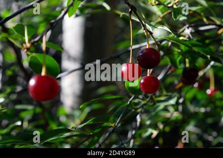 Ciliegie rosse mature che crescono in Siberia Foto Stock