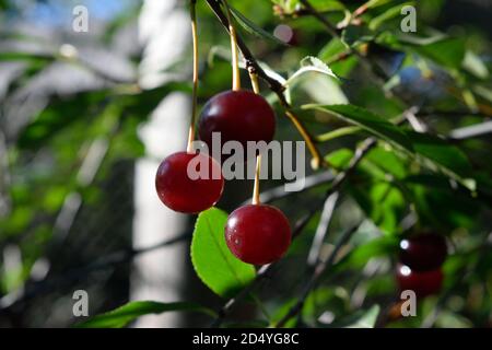 Ciliegie rosse mature che crescono in Siberia Foto Stock