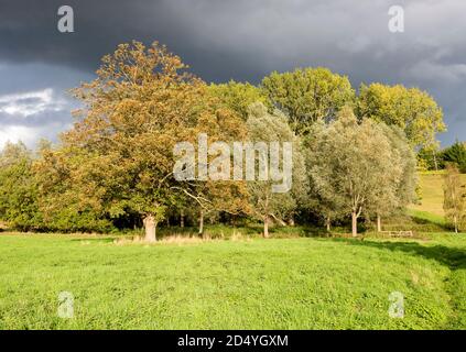 Drammatico cielo tempestoso sole luminoso su sycamore, salice e alberi di calce, Methersgate, Suffolk, Inghilterra, Regno Unito Foto Stock
