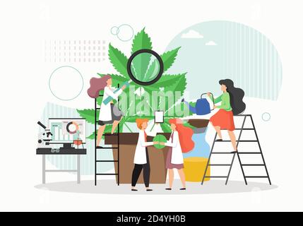 Ricerca sulla cannabis medica o sulla marijuana. Persone in camici di laboratorio che coltivano pianta di canapa gigante in vaso, illustrazione vettoriale piatta. Illustrazione Vettoriale