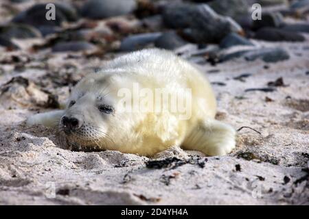 Il cucito grigio di New Born dormiva su una spiaggia appartata sull'Isola di Mull, Scozia Foto Stock