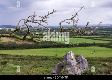 Il ramo coperto di lichene di un albero con la campagna della Cornovaglia sullo sfondo. Foto Stock