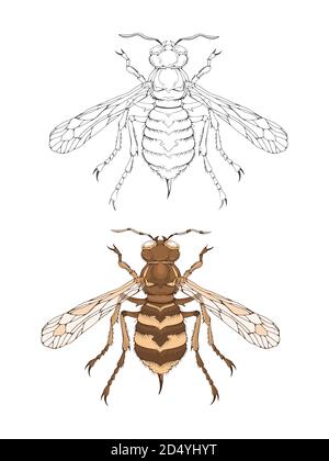 Illustrazione vettoriale con vespa disegnata a mano. Due varianti di insetto: Monocromatico e colorato. In stile realistico. Isolato su sfondo. Illustrazione Vettoriale