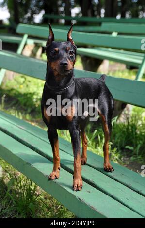 Mini pinscher cane in posa su una panchina Foto Stock