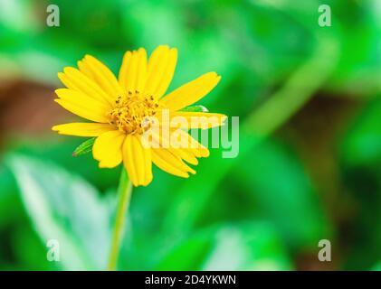 Fiore giallo Nome Jacobaea vulgaris o Senecio jacobaea, fiore tropicale su natura verde offuscata e sfondo bokeh, Macro Foto Stock