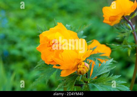 Foresta di primavera fiore arancione brillante di Trollius asiaticus. Fiori selvatici prati Foto Stock