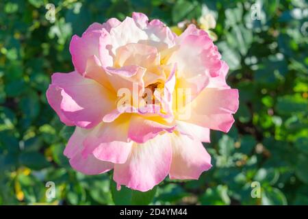 Fiori di rosa gialli e rosa. Foto ravvicinata del fiore del giardino con profondità di campo poco profonda Foto Stock