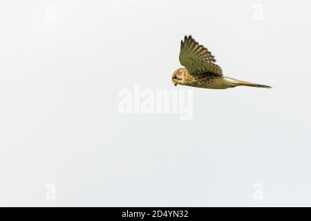 Kestrel (Falco tinnunculus), uccello falco femmina in volo. Ha bruno piombo marrone anello giallo intorno all'occhio e base gialla a becco agganciato. Foto Stock