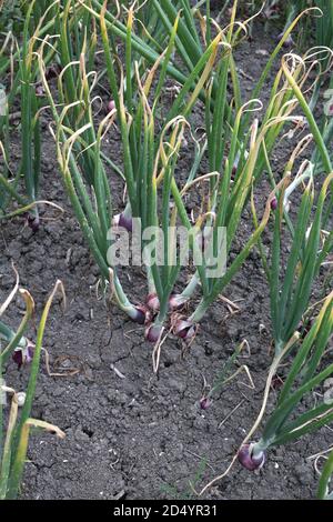 Cipolla verde che cresce sul campo Foto Stock