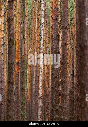 Pineta autunnale. Astratto sfondo monocromatico con alti giovani tronchi di pino sembra muro, e alcune foglie luminose tra di loro. Foto Stock