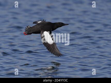 guillemot nero (Cepphus grylle, Cepphus grylle grylle), Adulto estate precipita in volo sul mare, Danimarca Foto Stock