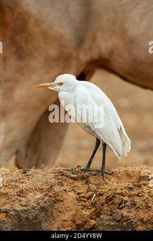 Egret del bestiame orientale (Busulcus coromandus), in piedi su una bassa diga in campo rurale con la mucca Santa sullo sfondo, India Foto Stock