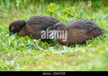 Teal neozelandese (Anas aucklandica), Pair pascolo, Nuova Zelanda, Isole di Auckland, Isola di Enderby Foto Stock