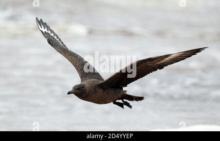 Grande skua (Stercorarius skua, Catharacta skua), prima fase oscura invernale che sorvola il mare con entrambe le ali sollevate, Svezia, Halland Foto Stock