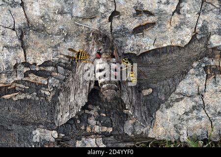 Convolvulus hawkmoth, mattina gloria sfinge Moth (Agrius convolvuli, Erse convolvuli, Sphinx convolvuli), morte mattina gloria sfinge Moth è mangiato da Foto Stock